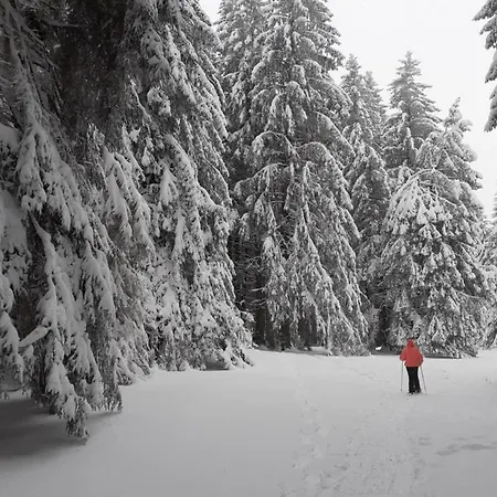 Duplex Lumineux A 1200m D'altitude Lägenhet Murat-le-Quaire